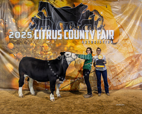 Steer Class 7