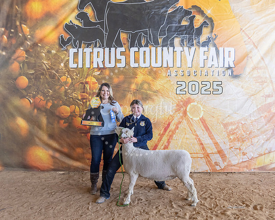 White Face Ewe Class III
