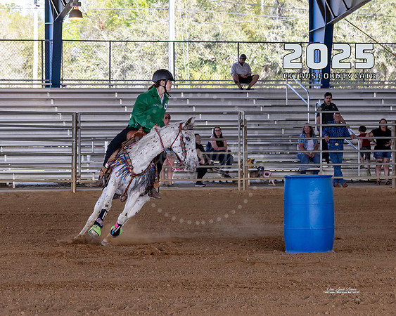 Horses 12