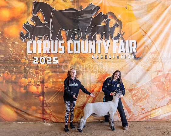 #111 Market Lambs