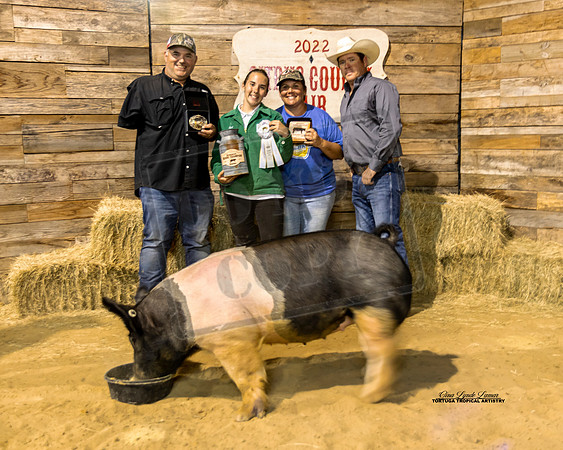 Swine Show Reserve Grand Champion
